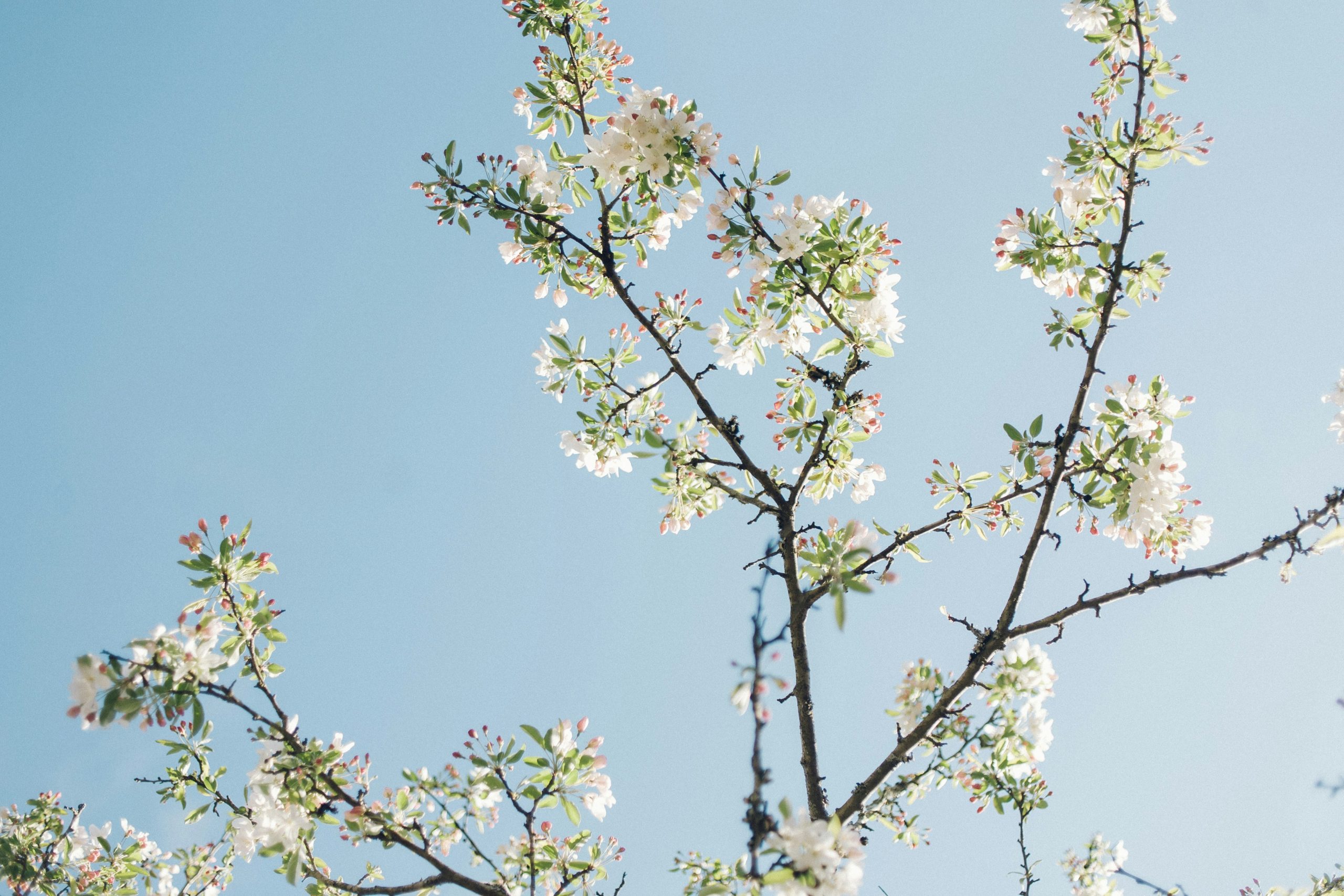 bloom branches