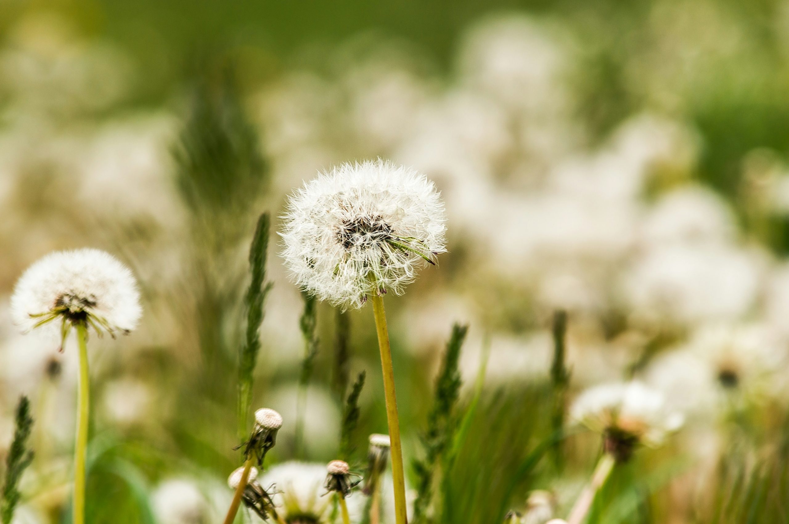 bloom dandelion